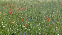 Mohn und Kornblumenwiese